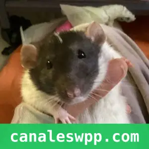 Animal Love