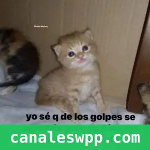Cositas para los estados |Audios | Memes| Y Más