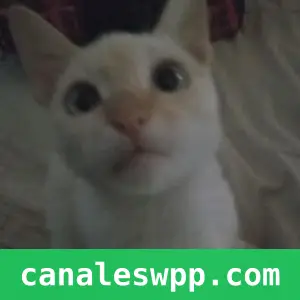 ¿?