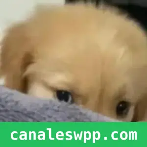 ꜱᴛɪᴄᴋᴇʀꜱ ʏ ᴄʜɪꜱᴍᴇ 🇪🇸🇪🇸𝟚𝟞